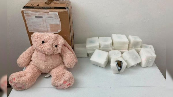 Encuentran oso de peluche con droga en Aeropuerto Internacional