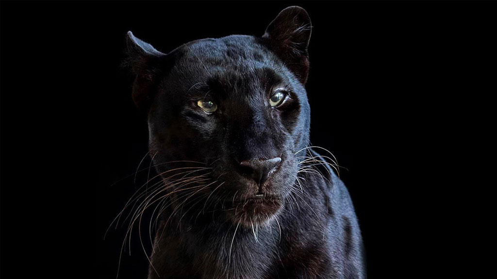 ¡Acabó mutilado! Pagó 150 dólares por tener una experiencia de contacto con un leopardo negro