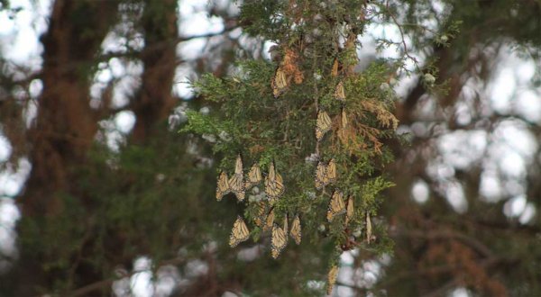 Podrían talar ficus para proteger a la Monarca