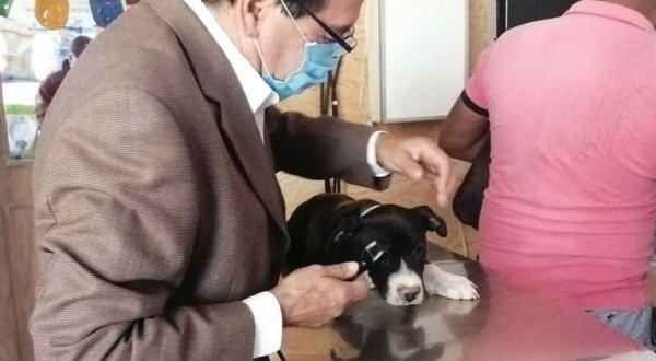 Lamenta líder de Veterinarios exclusión para reglamento