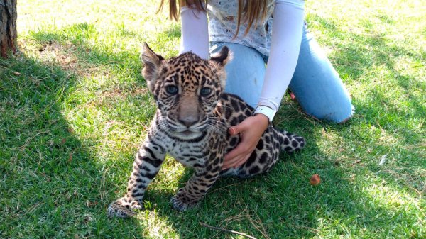 Ven lejano que jirafas vuelvan a ser el ícono de ZooIra