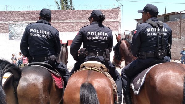 ¿En remate? Celaya pone a la venta caballos de la Policía Montada