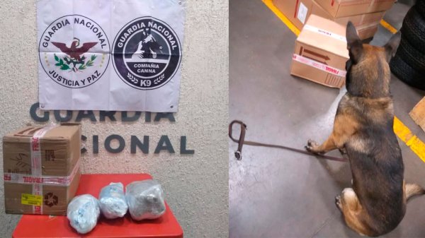 Perro policía da con paquete de droga en servicios de paquetería