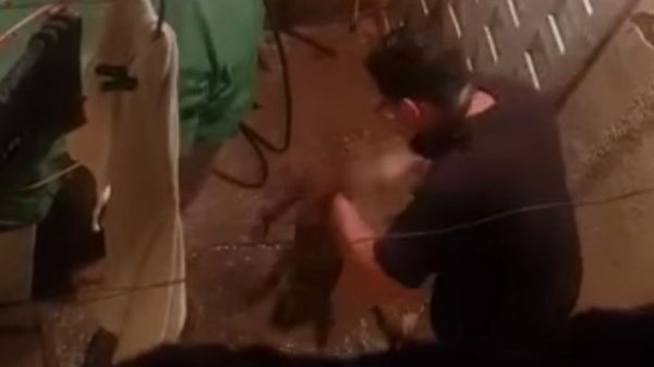 Graban a hombre golpeando brutalmente a cachorrito en León