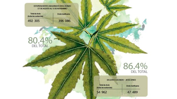 Acapara cannabis 80% de sustancias incautadas