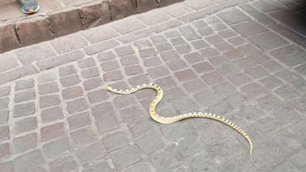 Víbora cae desde balcón de banco en la Capital y causa terror