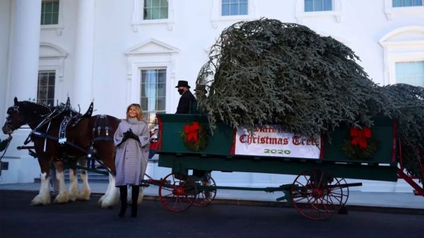 Melania Trump celebra llegada del árbol de Navidad