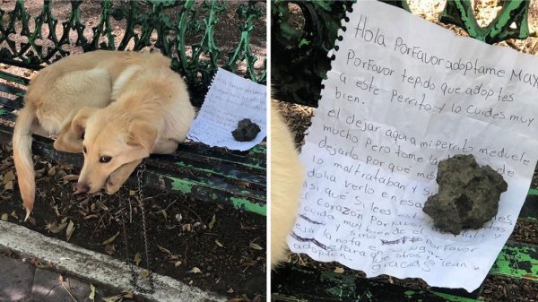 “Por favor, adóptame”: Perrito Max, tras abandono en una banca con una nota