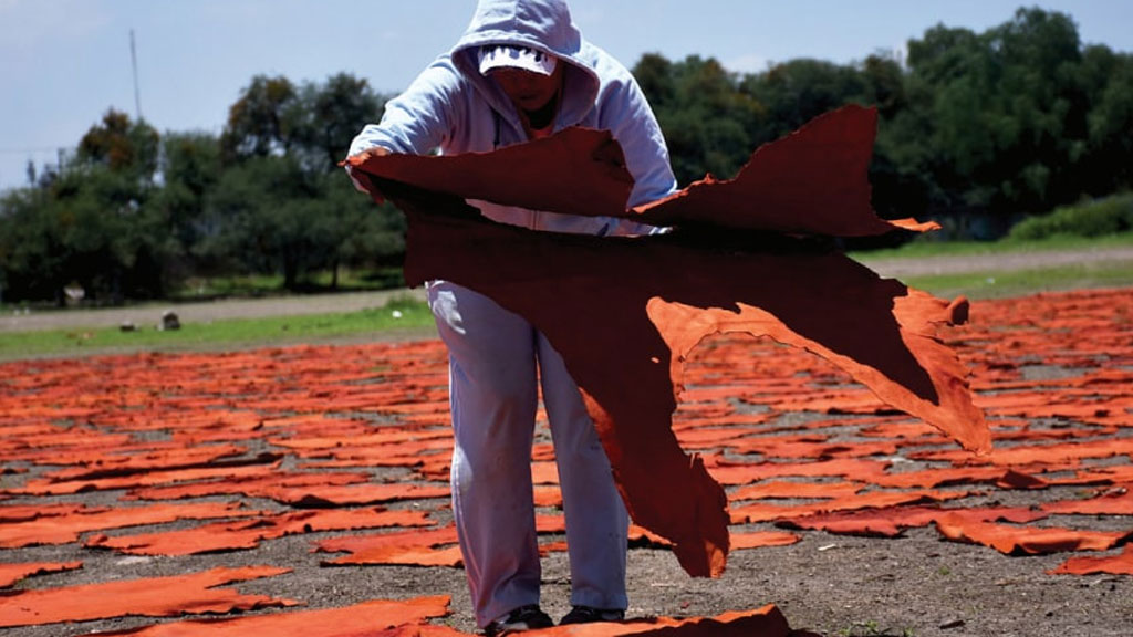 Enfrenta el sector cuero-calzado con innovación retos de pandemia