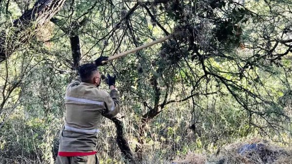 Podan árboles en la Capital para retirar plaga de muérdago