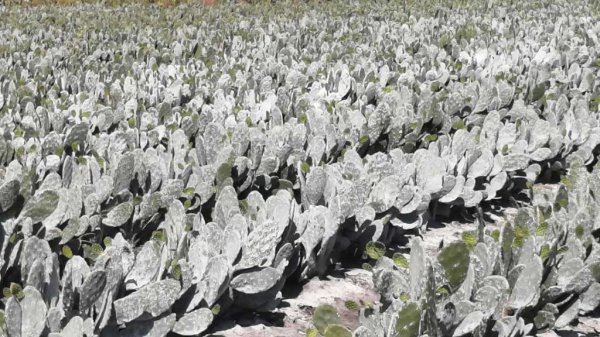 Productores de nopal reportan una disminución del 60% en la producción por bajas temperaturas