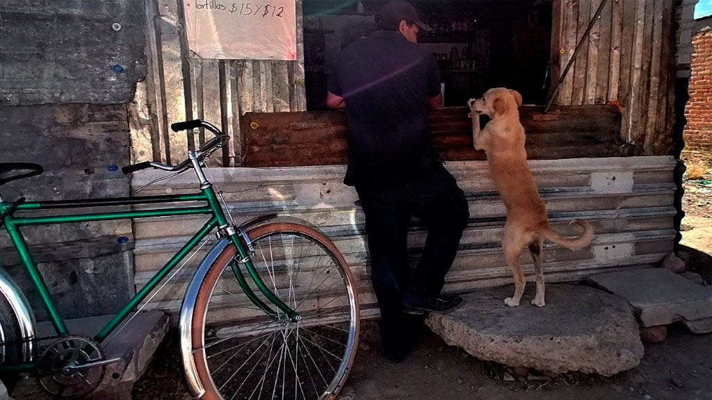 Celebran ley para castigar a quien maltrate animales; piden incluir a la zoofilia