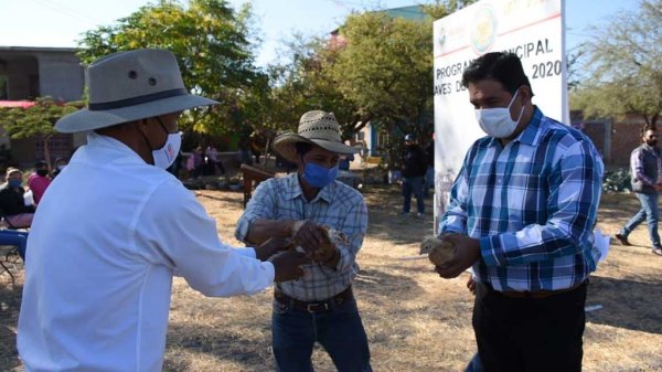 Realizan entrega de 228 paquetes de aves del Programa Municipal Aves de Postura 2020