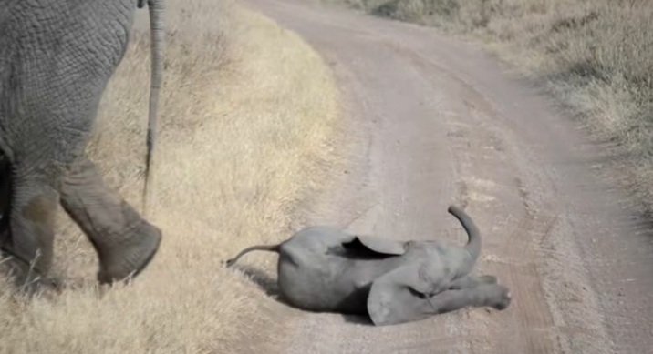 Causa ternura berrinche de bebé elefante