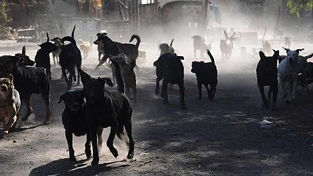 Graban vecinos a jauría comiéndose a otro perro