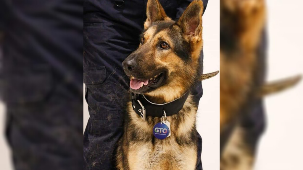 En Silao perros policías vigilarán la ciudad durante el Guadalupe-Reyes