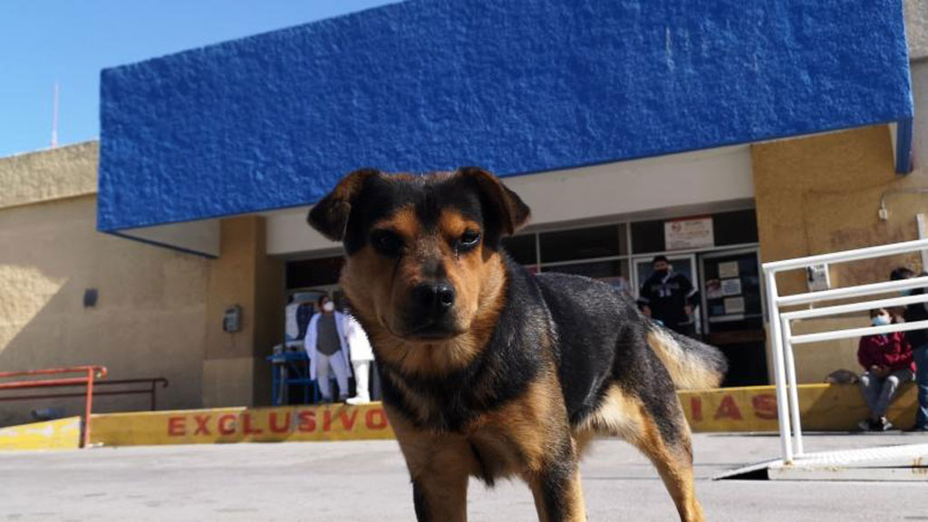 ‘Covito’, el ‘Hachiko’ mexicano que espera a su dueño desde hace un mes