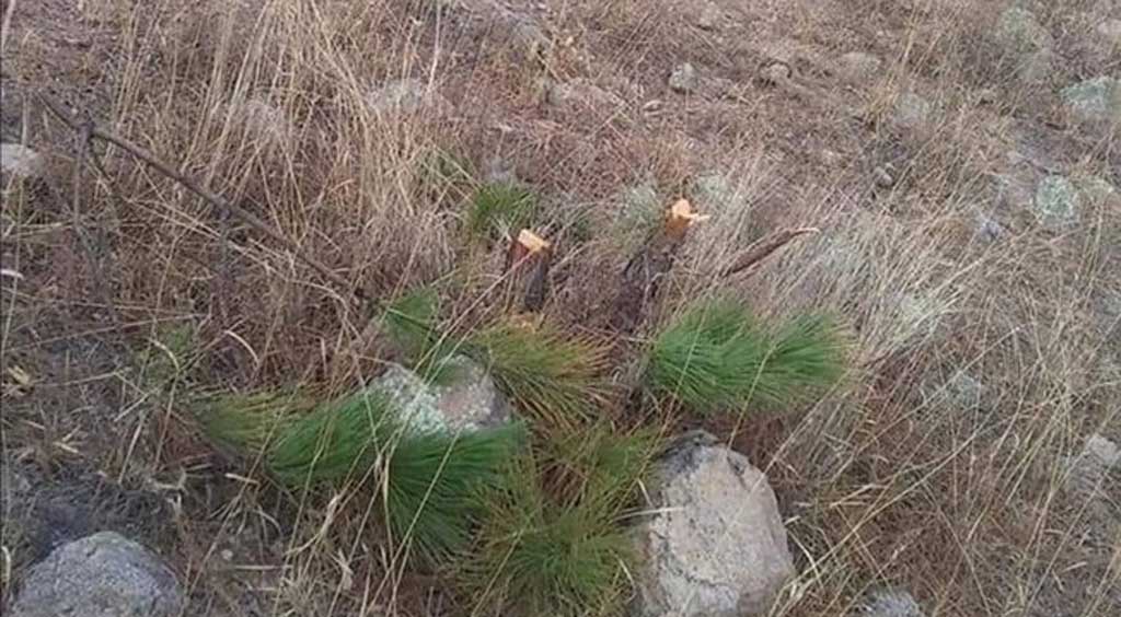 Intervendrá Medio Ambiente en tala de pinos en la Crucita