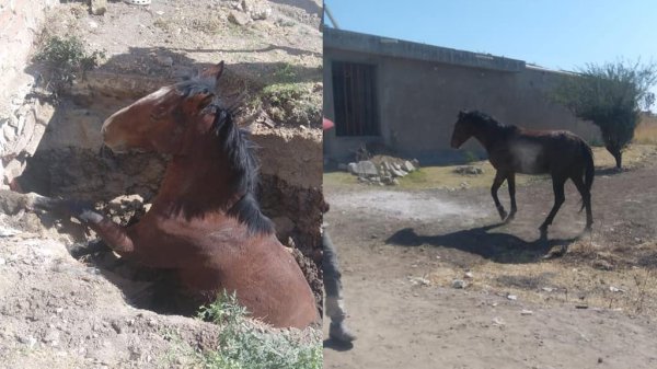 Bomberos rescatan a caballo que cayó a un hoyo