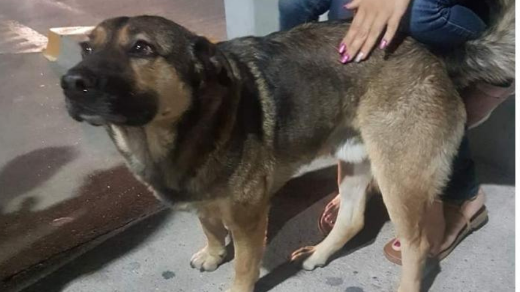 Lomito vigilante de hospital se lastima su patita y corre a urgencias a que lo curen