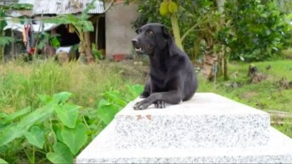 Khet tenía dos añitos cuando murió, su perro visita su tumba a diario