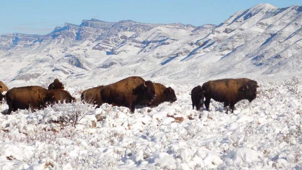 Después de 100 años de su desaparición, México reintroduce el bisonte americano