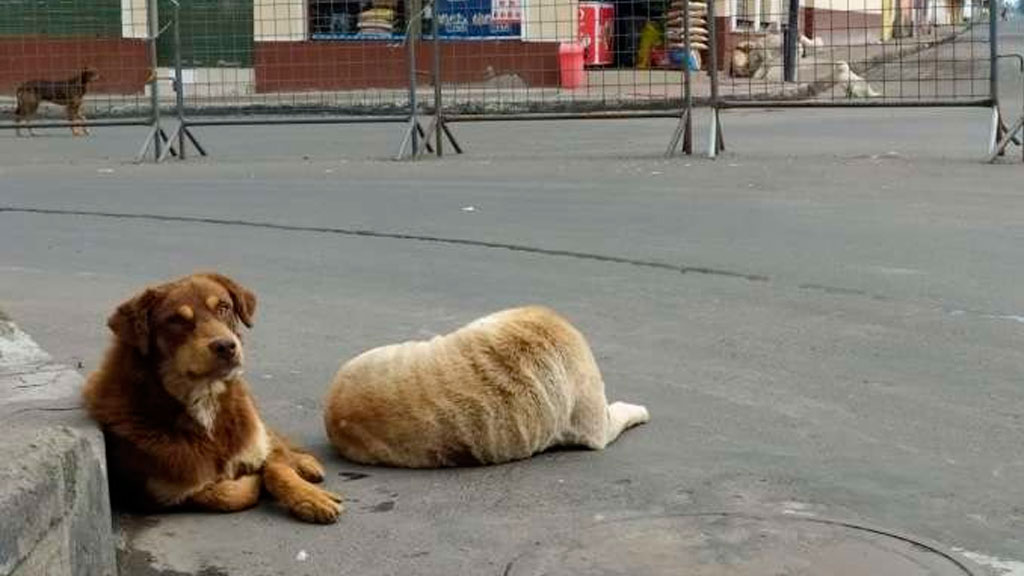 Se dispara abandono animal por pandemia