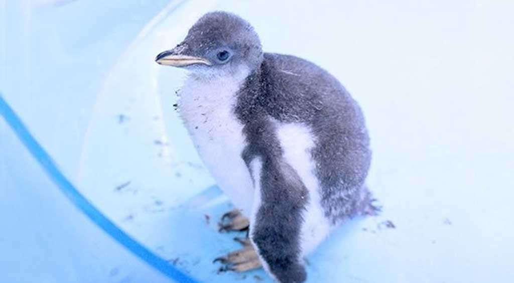 Alex es la primera cría de pingüino gentoo en México