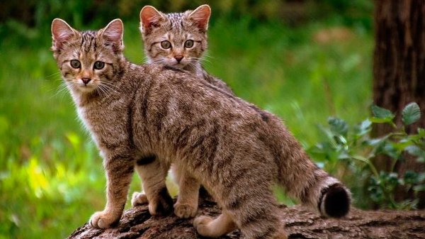 Planean exterminar a MILLONES de GATOS en Australia; esta es la razón