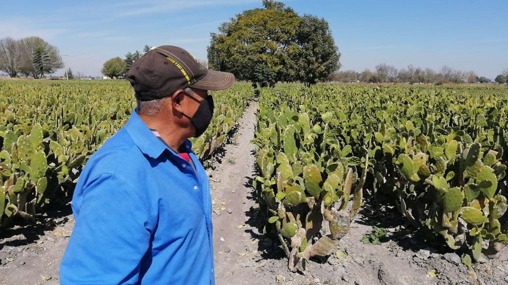 Reportan nopaleros de Valtierrilla baja en ventas de hasta el 40%