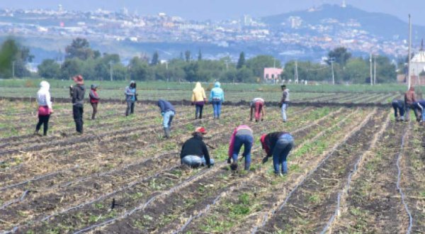 Programas rurales sufren contingencia