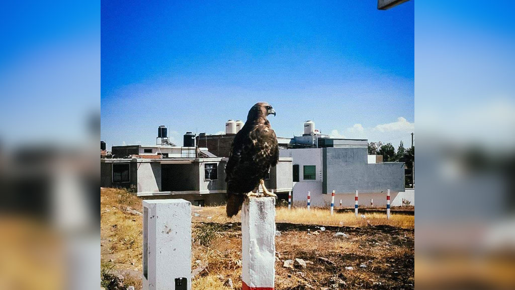 Rescatan hermoso ejemplar de águila en colonia de Pénjamo