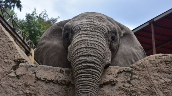 Se unen leoneses para ayudar a los animales del Zoológico