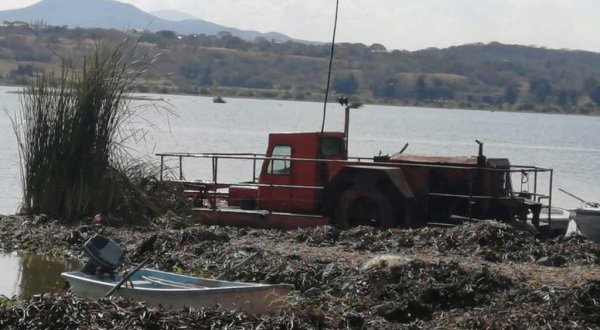 Ya están sacando el lirio de la Laguna de Yuriria