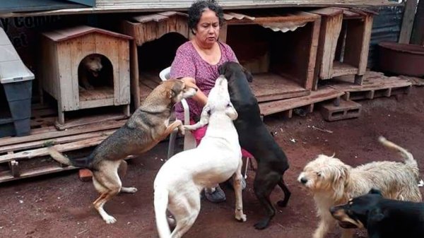 Tras 25 años rescatando perritos, hoy pide ayuda para alimentarlos