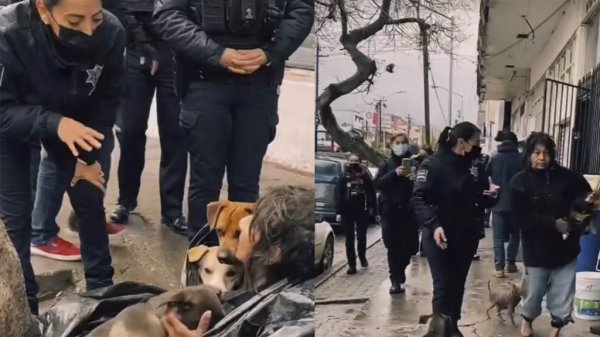 Enternece video de mujer sin hogar que protegía a sus perritos de la lluvia