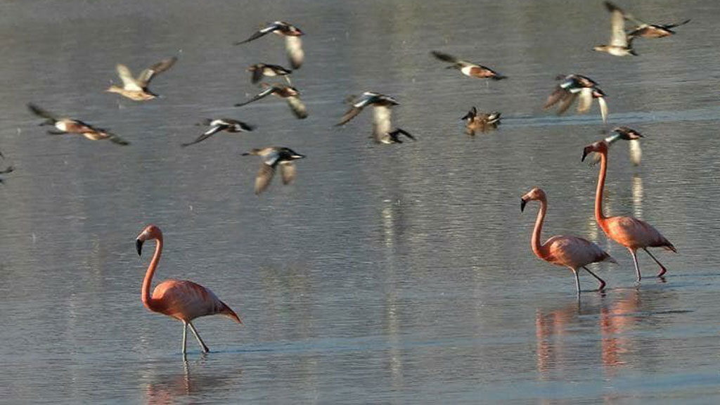 Regresa pareja de hermosos flamencos al Parque Metropolitano