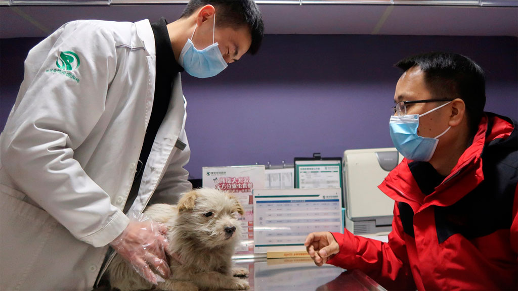 Animales también serán sometidos a prueba Covid en Corea del Sur