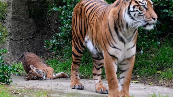 Tigres escapan de un zoológico y matan a un cuidador