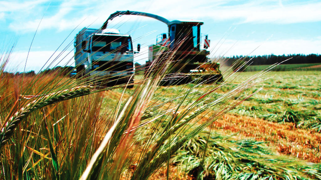 Sequía impide el cultivo de cebada