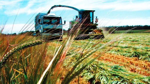 Sequía impide el cultivo de cebada