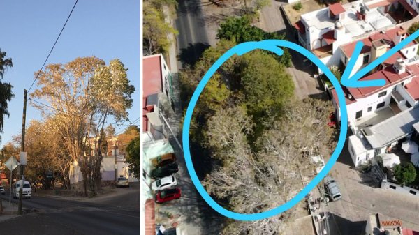 Justifica Municipio poda de árboles en Marfil; descarta daño a aves