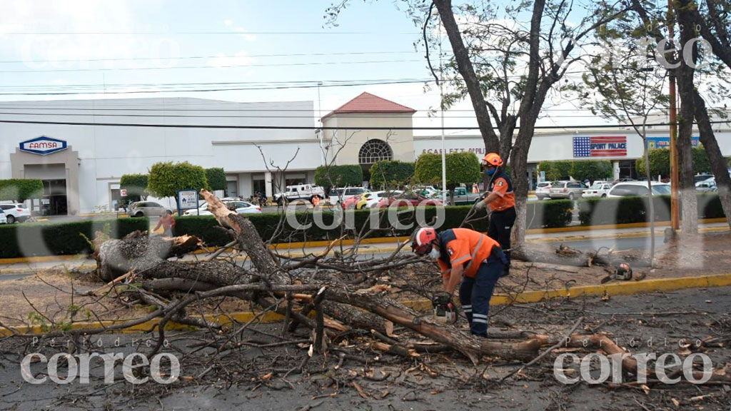 Fuertes vientos provocan la caída de un árbol en avenida de Irapuato