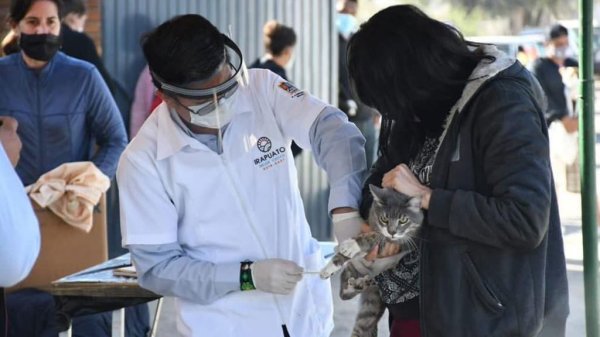 Esterilizan a 300 mascotas en la primera campaña gratuita