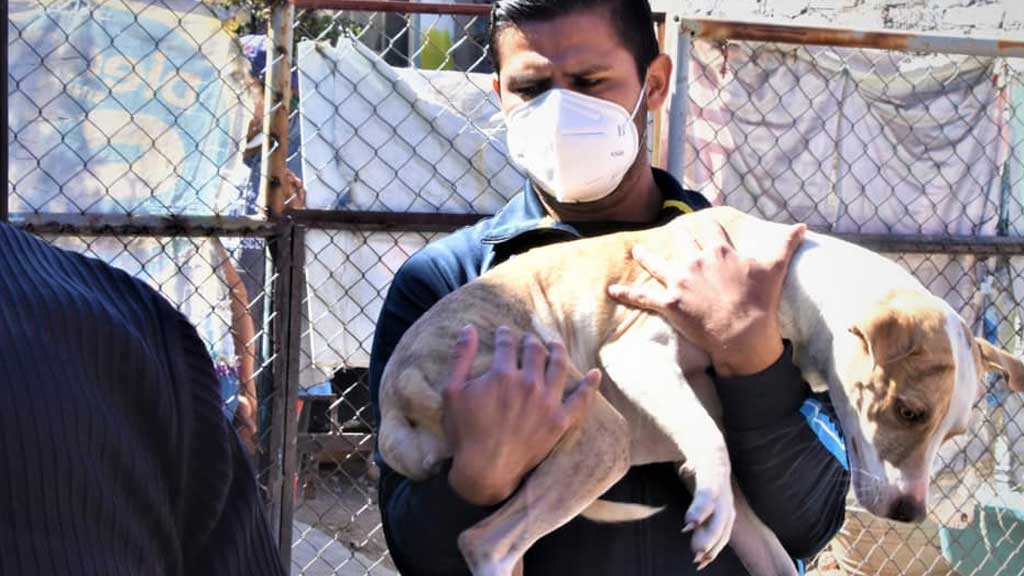 Rescatan a nueve perritos en Salamanca tras una denuncia por maltrato animal