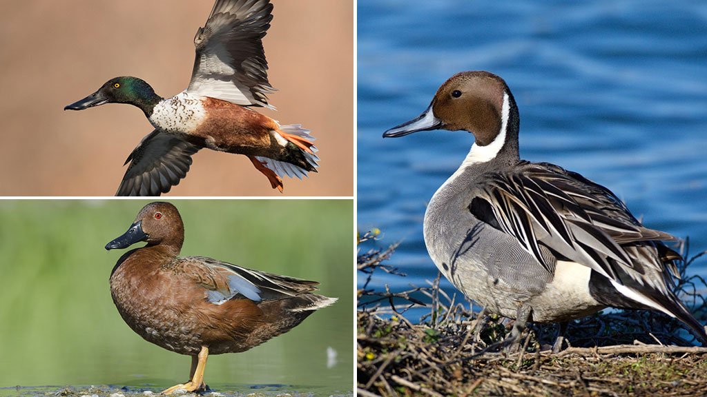 Guanajuato es la casa de más de 25 mil especies de aves acuáticas