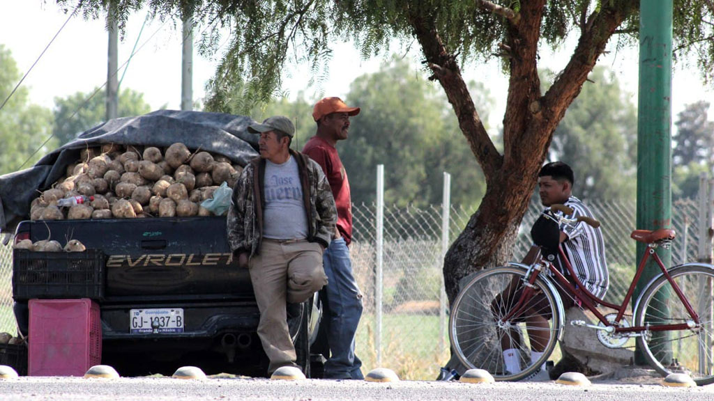 Productores de jícama reportan baja de ventas en hasta 70%