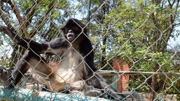 ZooIra tiene que vender crías de felinos por falta de recursos