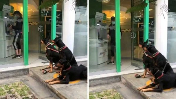 VIDEO: Mujer se hace viral por ir al cajero acompañada de sus tres perritos dóberman