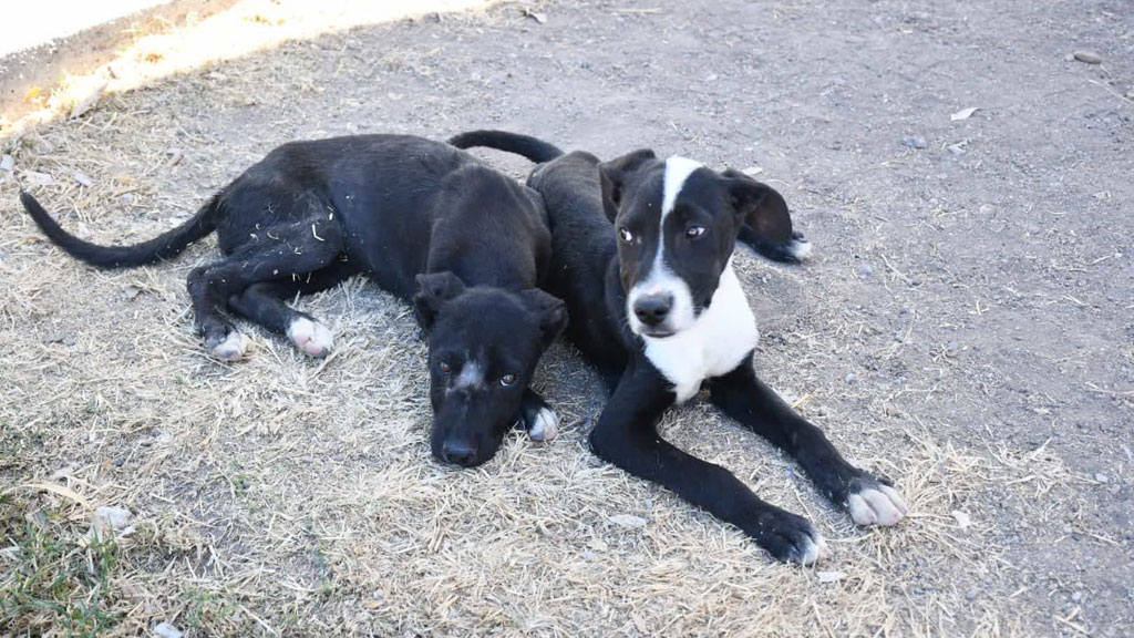 ¿Buscas perrito? Dos cachorritos rescatados necesitan hogar